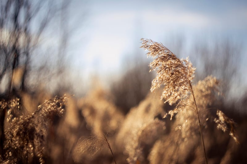Growth Amidst Difficulties