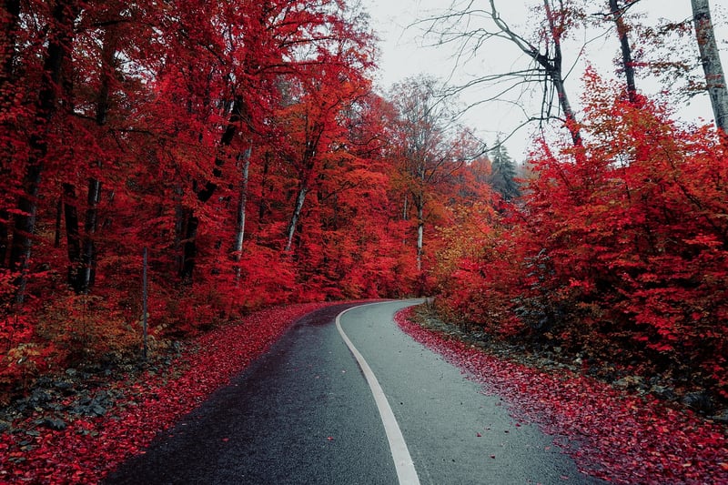 Road through the fog in autumn